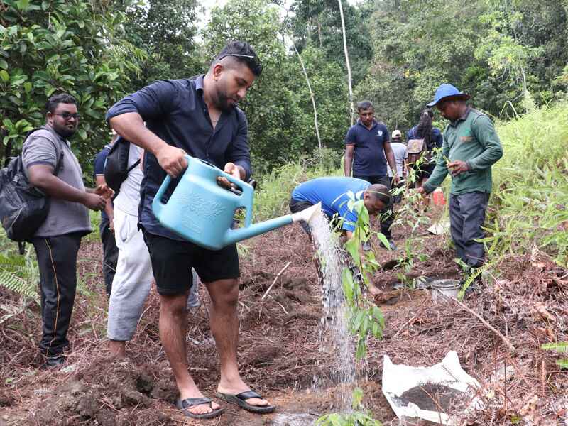 TREE PLANTING
